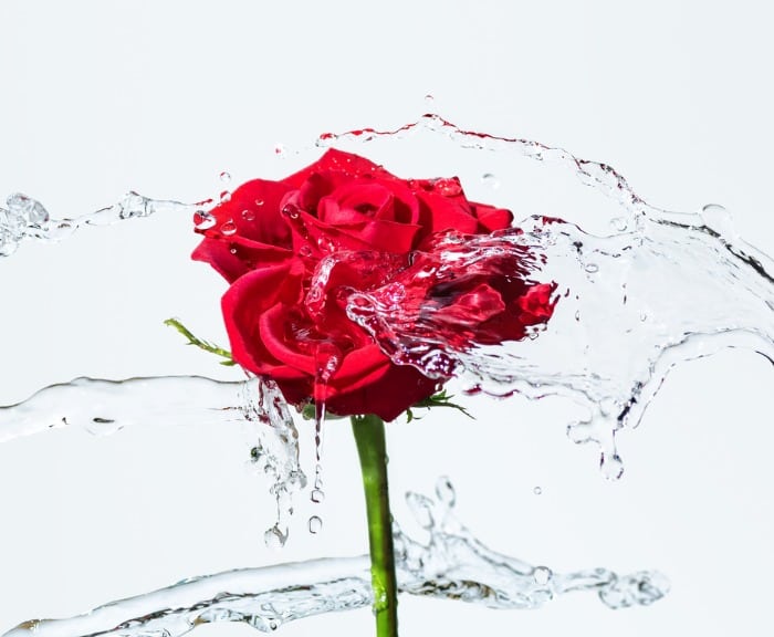 Red rose water with water splashing around it on white background